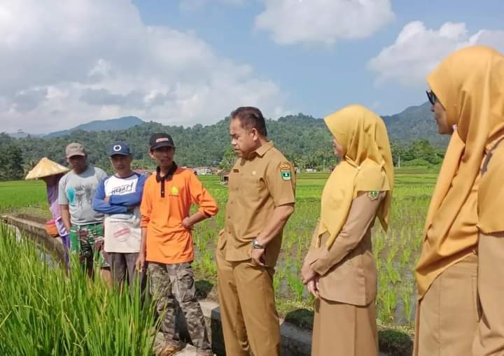 Petugas Dispangtan Padang Panjang saat neninjau areal persawahan warga, Kamis (10/8/2023) siang.